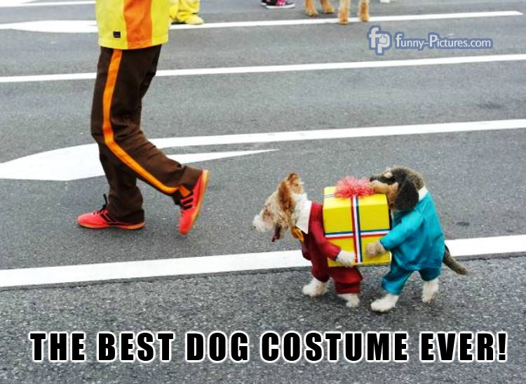 Best dog costume ever!